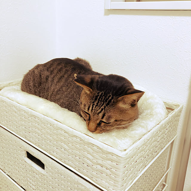 Tomcatさんの実例写真