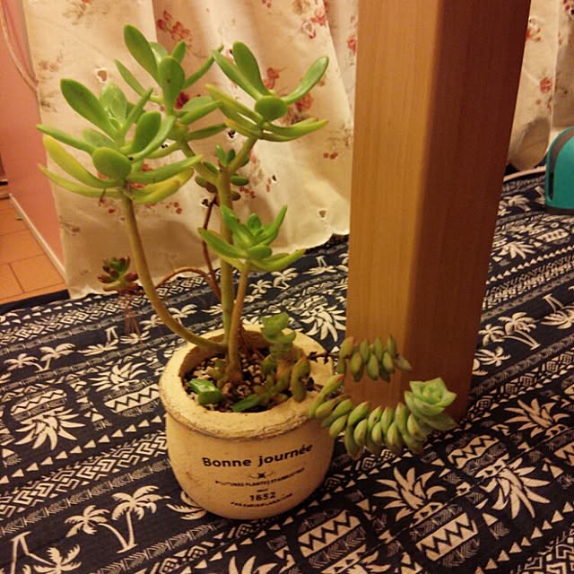 saraさんの実例写真