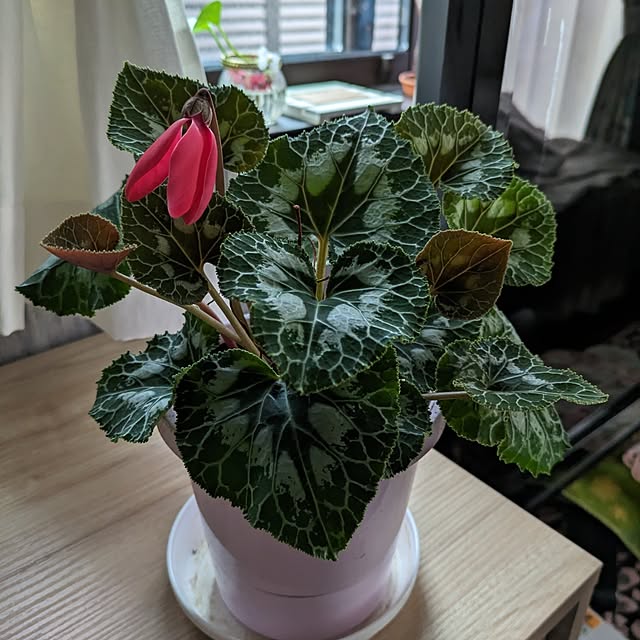 quanshanxia037さんの実例写真