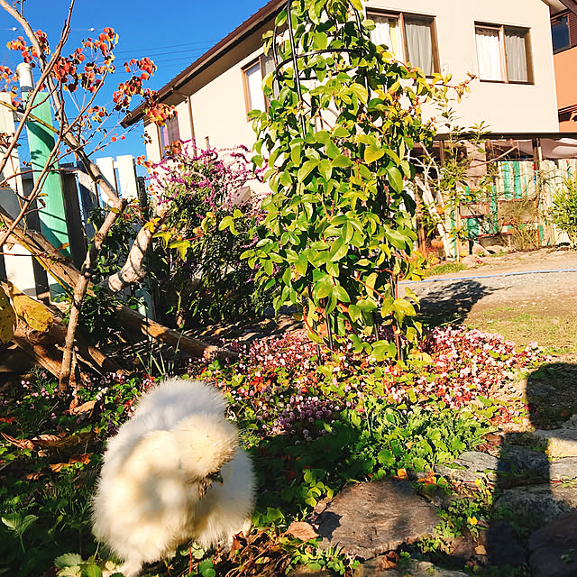 pepeさんの実例写真