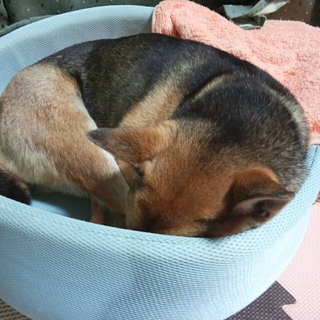 shinobo82さんの実例写真