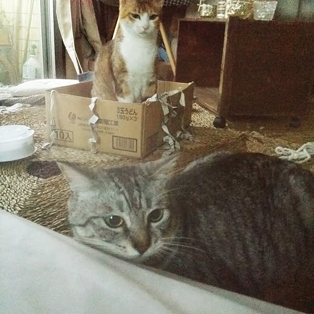 annさんの実例写真