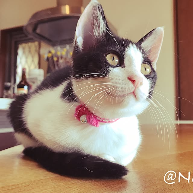 noraさんの実例写真