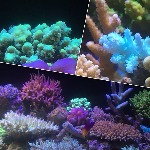 aquarium_seaさんの実例写真
