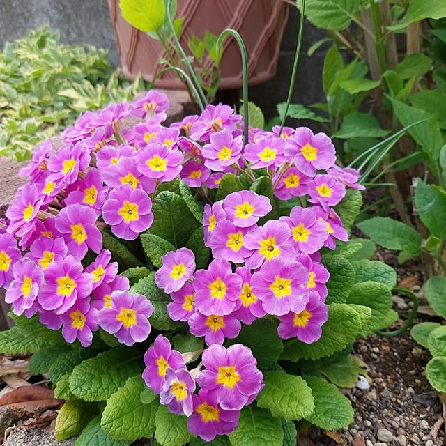 momoさんの実例写真