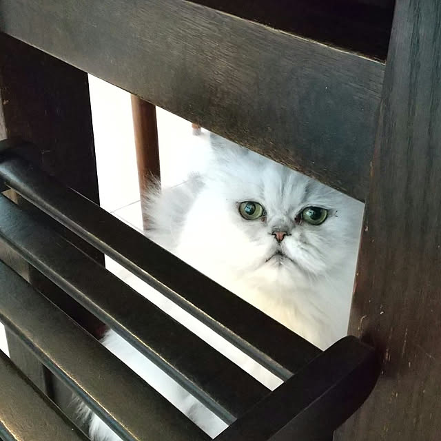 Renさんの実例写真