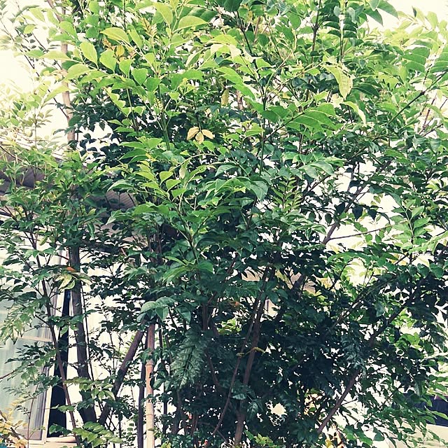 rikoさんの実例写真