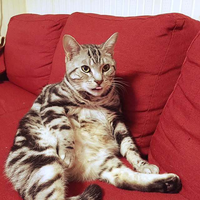hiro_mashさんの実例写真