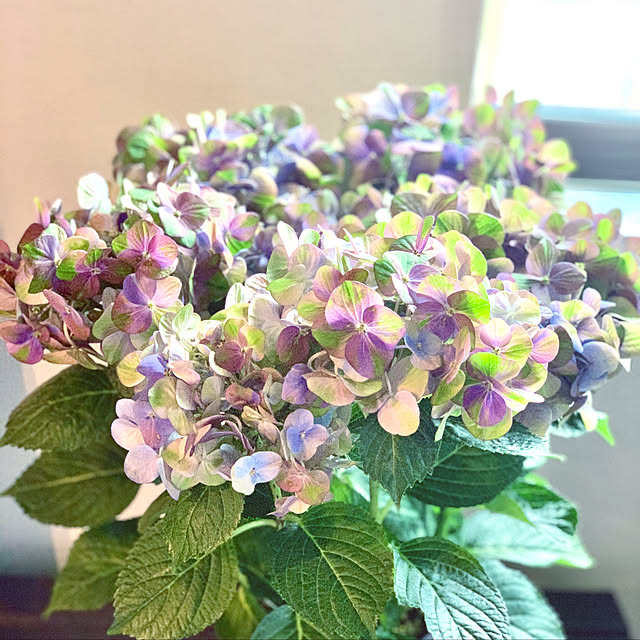 kanaさんの実例写真