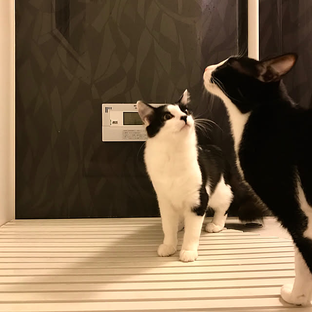 butachanさんの実例写真