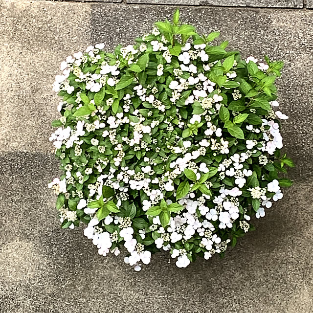 eshinobumさんの実例写真