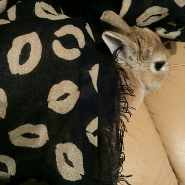 acaさんの実例写真