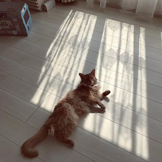 mofucatさんの実例写真