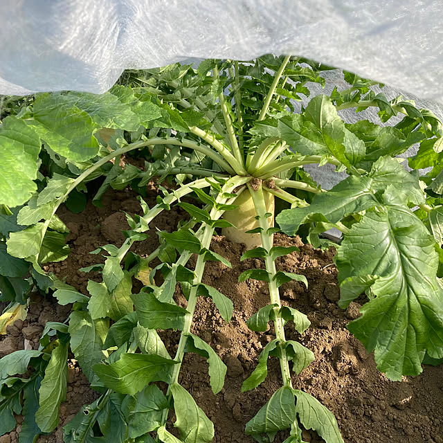 mkmkmoominさんの部屋