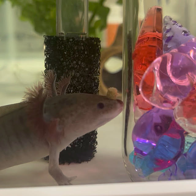 hanihaniさんの部屋