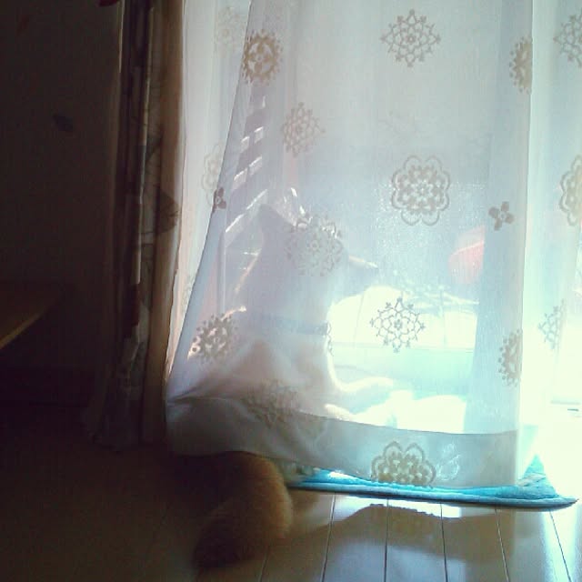 kotaさんの実例写真