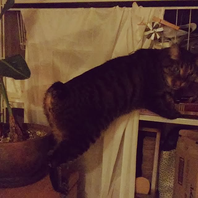subutanさんの実例写真