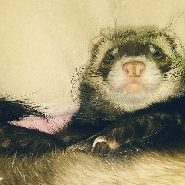 yipuuさんの実例写真
