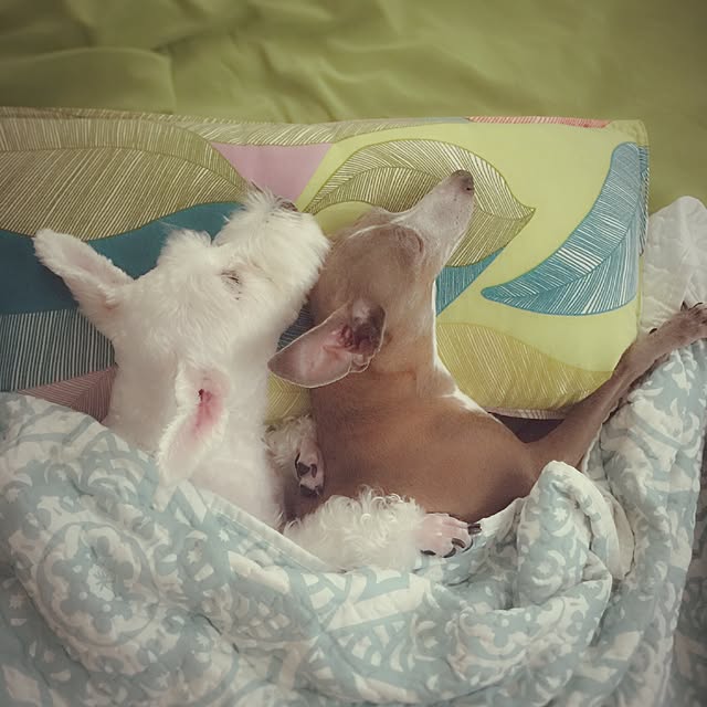 suzyさんの実例写真