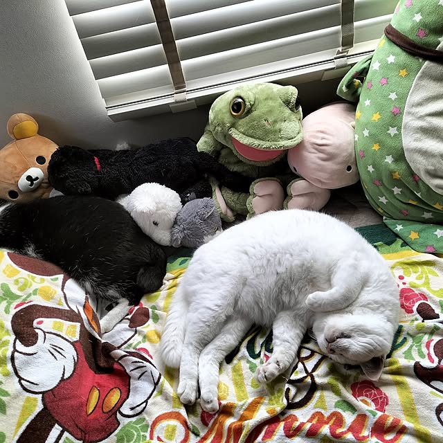 tanpopoさんの部屋