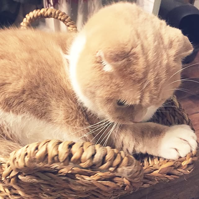runtenさんの実例写真