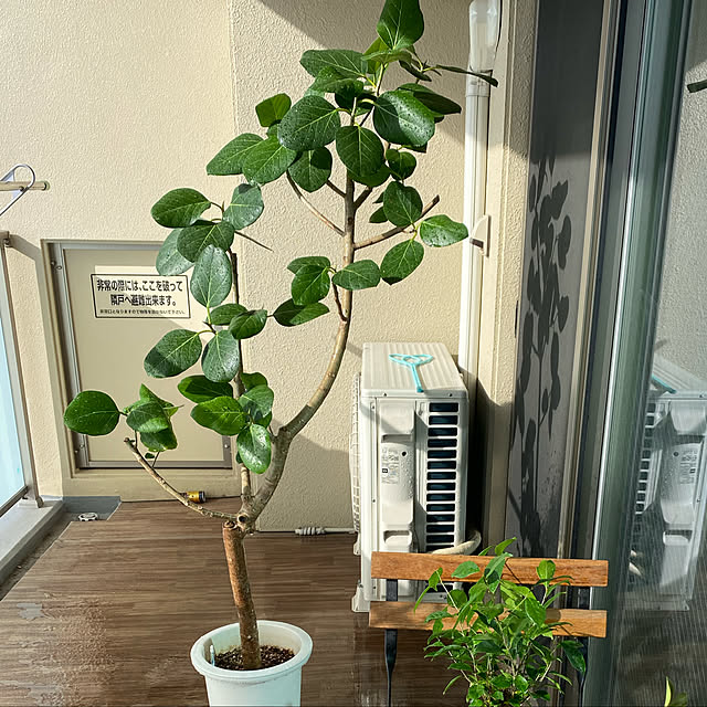 saepiiさんの実例写真