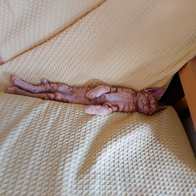 kikiさんの実例写真
