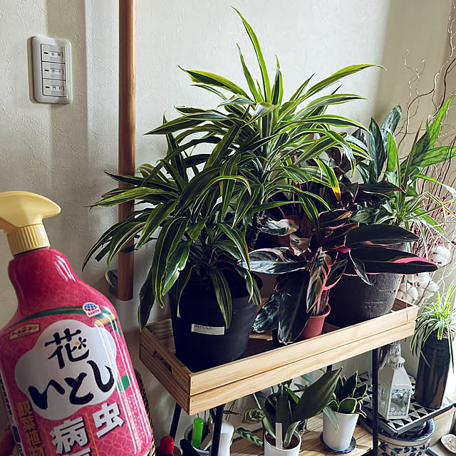 yukarin-gardenさんの実例写真