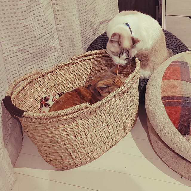 mikamaiさんの実例写真