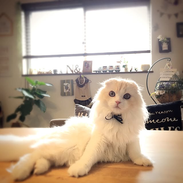 luna.comさんの実例写真