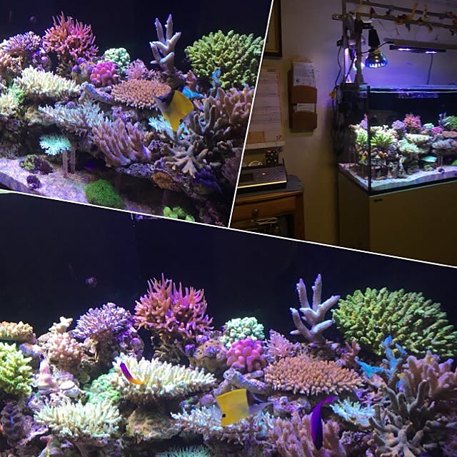 aquarium_seaさんの実例写真