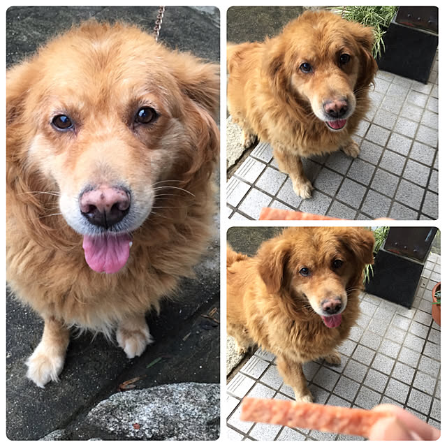 yoikoさんの実例写真