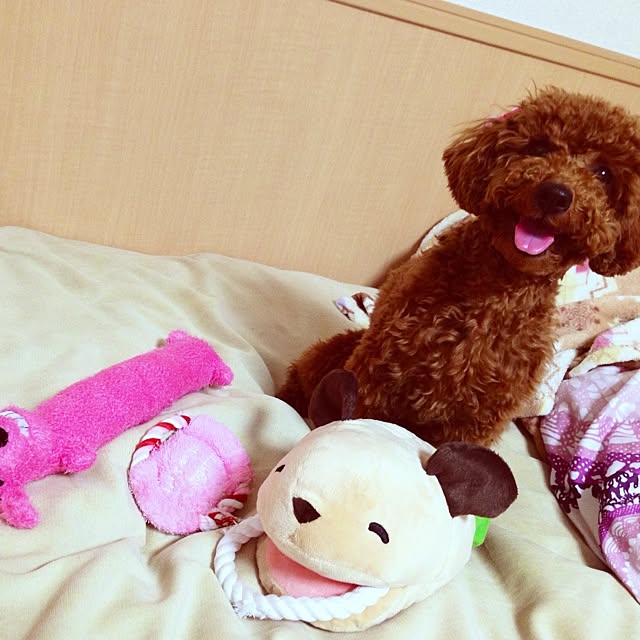 haruさんの実例写真