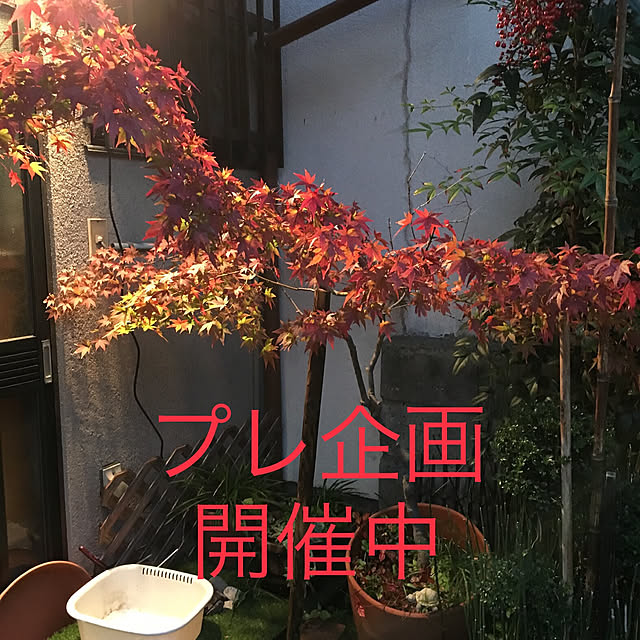 sakuranboさんの実例写真