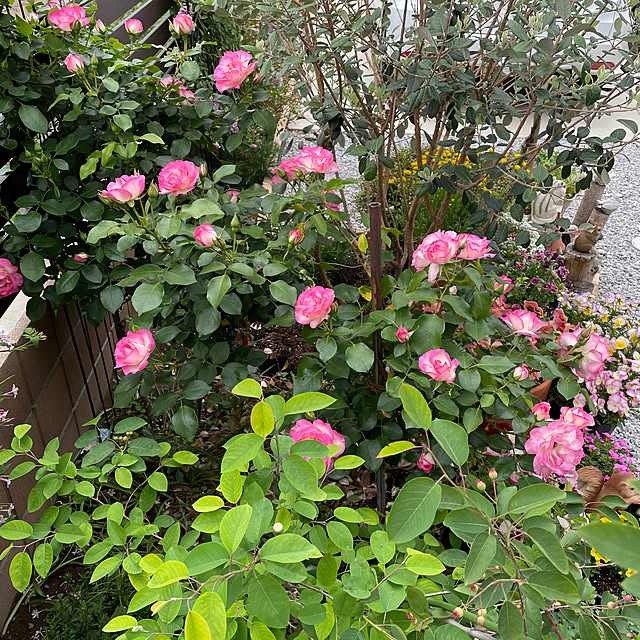 ronronさんの部屋