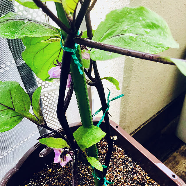 hanachanさんの部屋