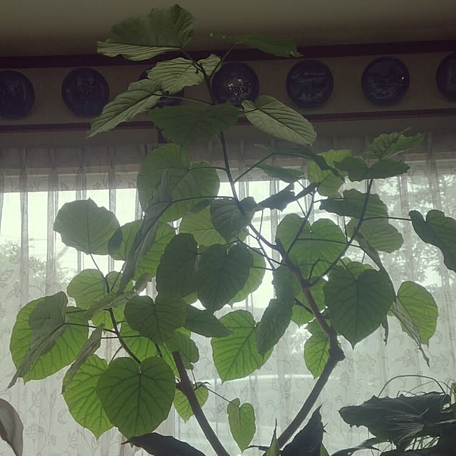 kazu0905さんの実例写真