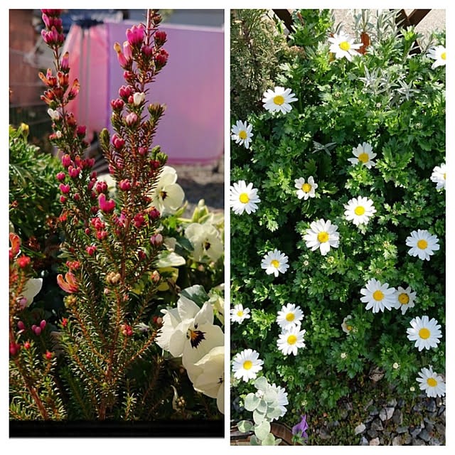 yellowflowerさんの実例写真