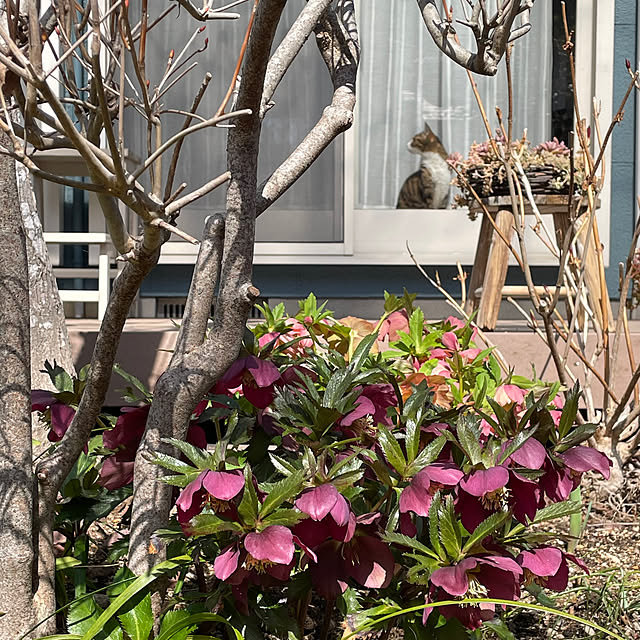 nobikoさんの部屋