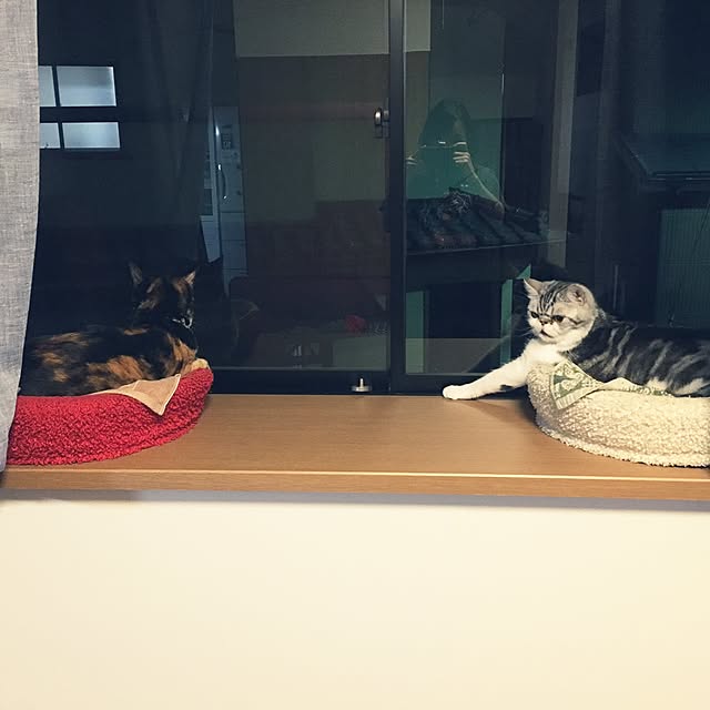 a_ko_a_koさんの実例写真