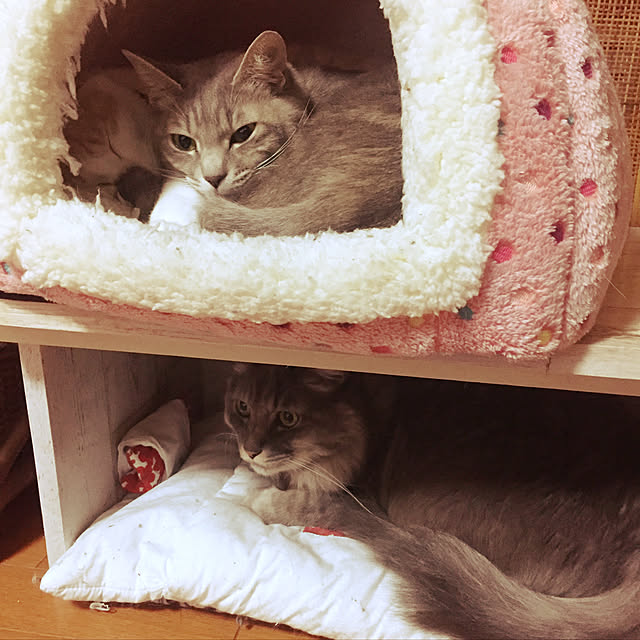 naworinさんの実例写真