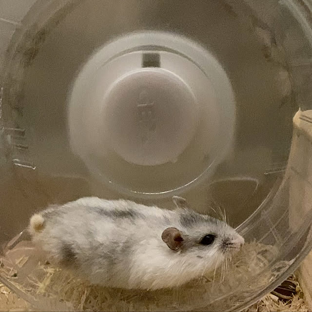 hosimamaさんの実例写真