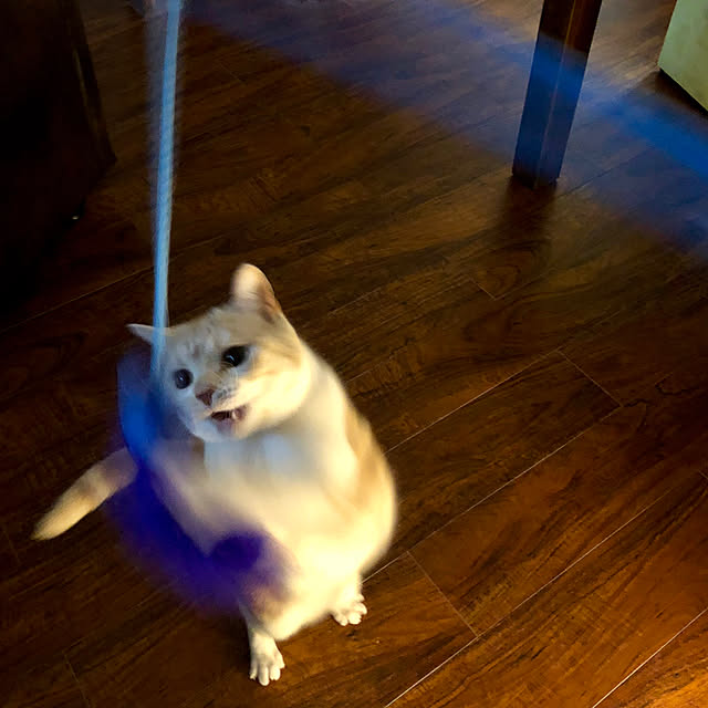 aiaiさんの実例写真