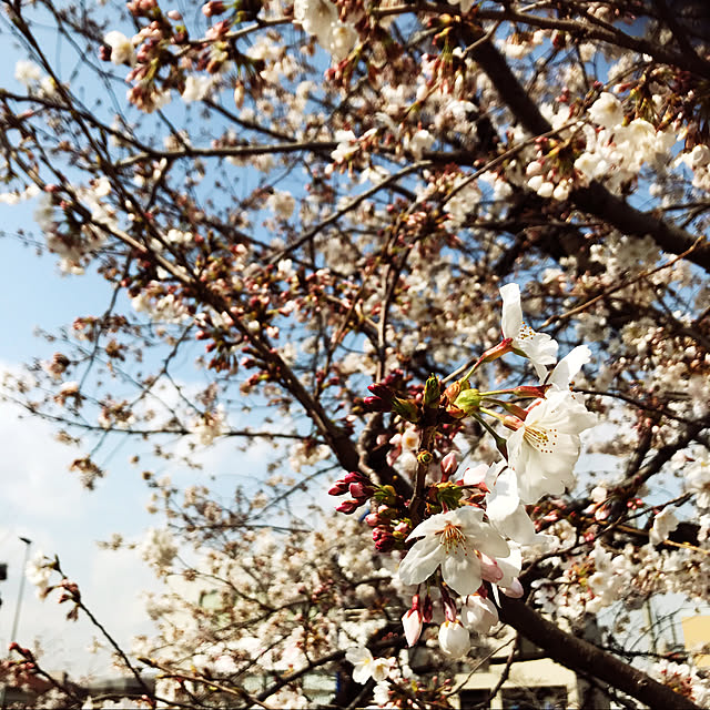 衣替えの季節/花見/桜/机のインテリア実例 - 2021-03-29 17:47:34