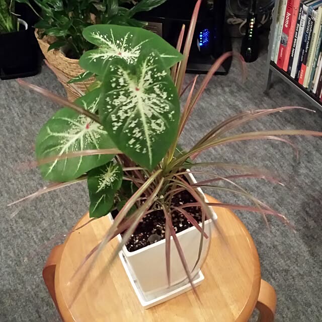NaNanさんの実例写真