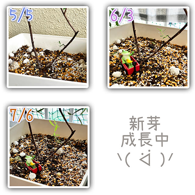 kagomamaさんの部屋