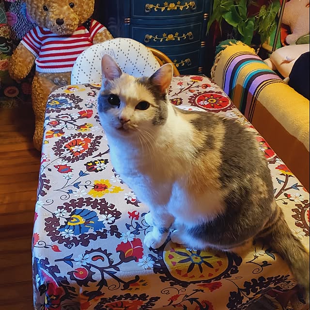 kumutanさんの実例写真