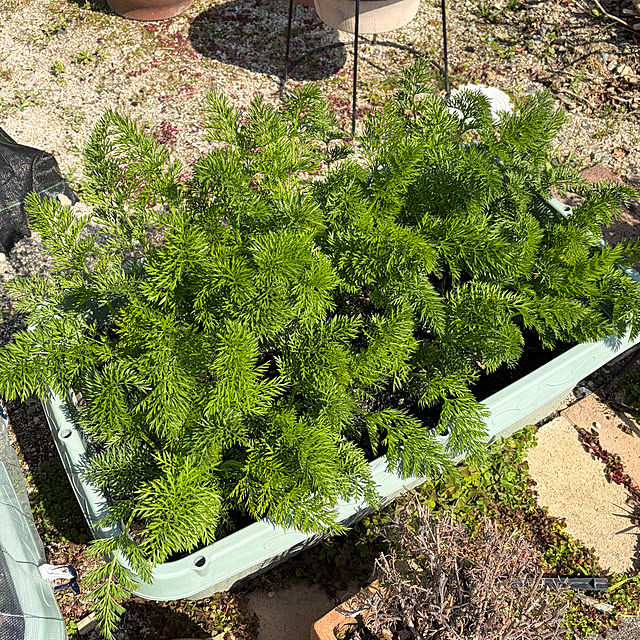 ritsukoさんの実例写真