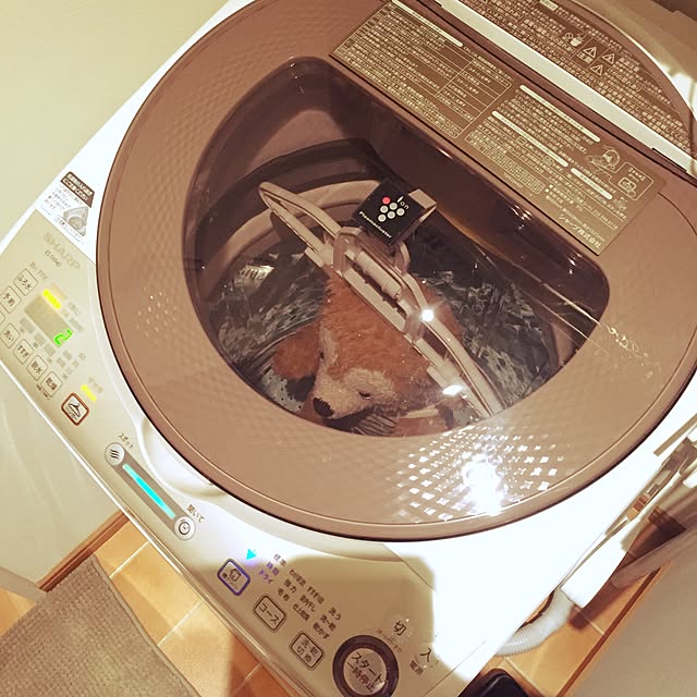 nekomusumeさんの実例写真