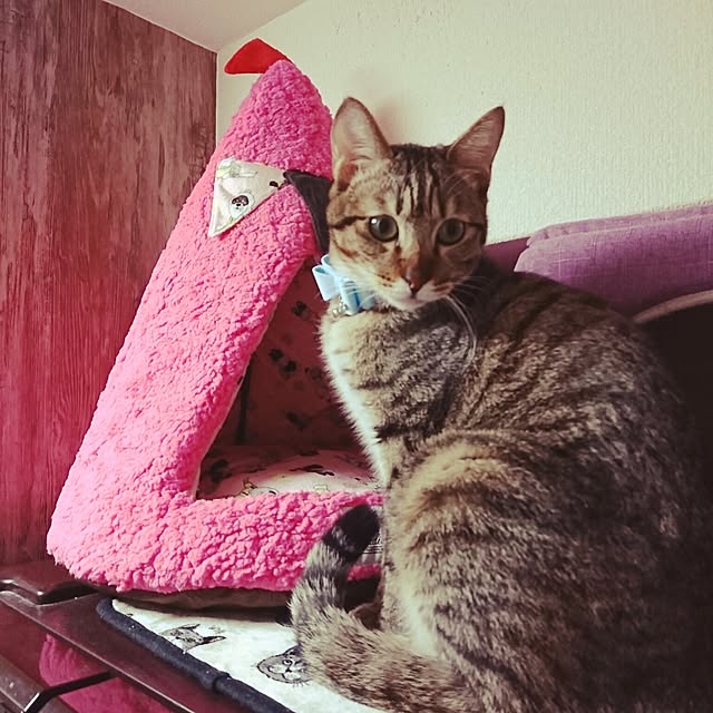 poniさんの実例写真